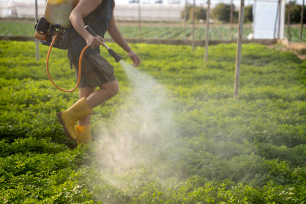 Best Local Pest Control Services  in Cumberland, KY