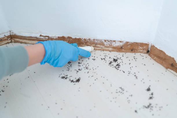 Best Affordable Pest Control Services  in Cumberland, KY